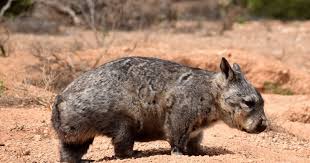 Image result for Southern hairy-nosed wombat