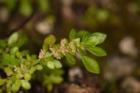 Image result for Pilea microphylla