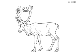 Push pack to pdf button and download pdf coloring book for free. Reindeer Coloring Pages Free Printable Reindeer Coloring Sheets