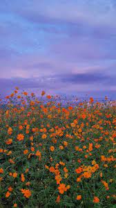Account Suspended In 2021 Sky Aesthetic Nature Aesthetic Scenery Wallpaper