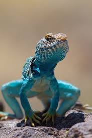 Blue Lizard Animais Bonitos Animais Animais Repteis