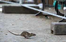 Image result for Classes Of Rats.
