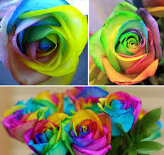 Although rainbow roses are colorful, but its flowers will become withered more quickly than common rose, and it's almost no fragrance. Can You Buy Rainbow Rose Seeds