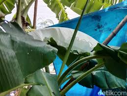 Kumpulan sketsa gambar pohon hitam putih. Daun Pisang Viral Gegara Putih Mirip Kafan Ternyata Ini Penyebabnya