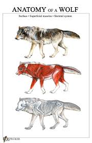 Anatomy Of A Wolf By Oxpecker Deviantart Com On Deviantart Dog Anatomy Anatomy Art Animal Skeletons