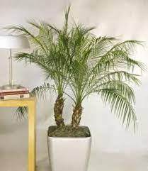 Our Favorite Feng Shui Plants For Cleansing The Air House Plants Feng Shui Plants Plants