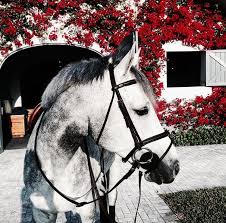 Pin By Sara Mccann On Horses Horses Beautiful Horses Horse Equestrian