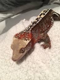 Index shows frequency of each trait count and links to ads for sale. Tony Gross Frazil Cute Reptiles Reptiles Pet Crested Gecko