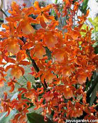 Flower Friday Orange Flowers Orange Flowers Beautiful Orchids Orchid Care