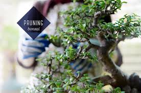 This is done to maintain and refine the shape of the tree. Bonsai Tree Care For Beginners Ftd Com