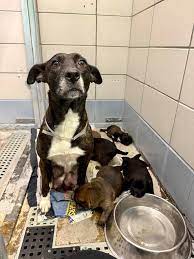 Shelby's Angels Adopt A Dog Page | Facebook