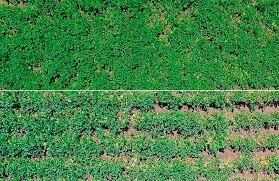 Pimple popper's new youtube video, she helps a patient with a collection of lipomas on his arm. Bul973 Improving Weed Control In Dry Bean Using Narrow Planting