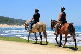 Light riding horses usually range in height from 14 to 16 hands (56 to 64 inches, 142 to 163 cm) and can weigh from 380 to 550 kilograms (840 to 1,210 lb).25 larger riding horses usually start at about. Wild Coast Beach Trail South Africa Horse Riding Holidays