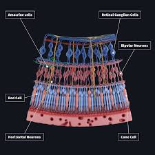 Image result for Retinal Anatomy