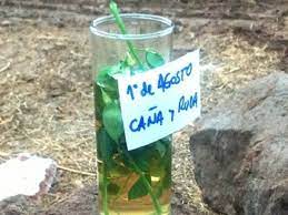 Ruda es el nombre que recibe un género de plantas que forma parte de la familia de las rutáceas. Por Que El 1 De Agosto Hay Que Tomar Cana Con Ruda Diario El Sol Mendoza Argentina