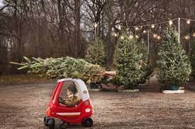 Wo Man Den Perfekten Weihnachtsbaum Kaufen Kann Christmas Tree Farm Pictures Christmas Tree Farm Photos Christmas Tree Farm Photo Shoot