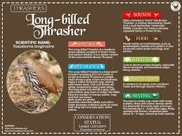 Brown Birds Of East Texas Long Billed Thrasher In 2020 Thrasher Brown Thrasher Bird Facts