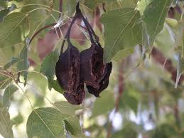 Image result for Brachychiton populneus