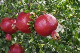 The pomegranate originated in the region extending from armenia to northern india or south asia. How To Grow Pomegranate Trees