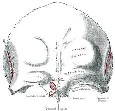 Image result for Frontal Bone