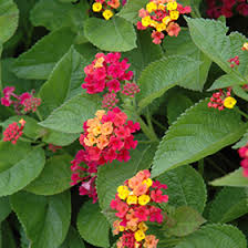 Image result for Lantana moldenkei