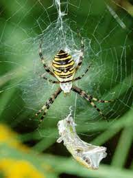 Spinnen pflegen ein zurückgezogenes leben in feld, wald und garten oder gut versteckt in gebäuden. Spinnen Hintergrund Inhalt Lebensraume In Haus Und Garten Wissenspool