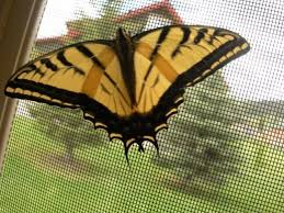 Black And Yellow Striped Caterpillar Butterfly Green Swallowtail Caterpillars To Black And Yellow Butterflies Swallowtail Butterfly Yellow Butterfly Swallowtail