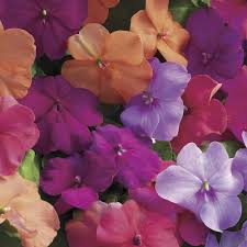Image result for Impatiens wallerana