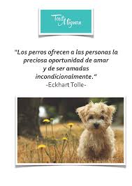 Amor Incondicional Perros Para Ninos Amor De Perro Perros Frases