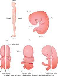 فایل ارائه پاورپوینت Embryology جنین شناسی | ویترین فایل