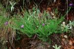 Image result for Vernonia bainesii