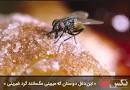 نتیجه تصویری برای معنی ضرب المثل این دغل دوستان که میبینی مگسانند گرد شیرینی