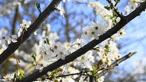 Check spelling or type a new query. Flowers Spring Aesthetic Tree Wildwachsend Nature Bloom White Sky Blue Close Up Pikist