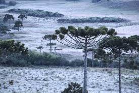 15 — são francisco de paula, rio grande do sul. Previsao Do Tempo Marca Geada Frio Intenso No Sul Do Brasil Noticias Chapeco Org