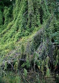 Image result for Lygodium microphyllum