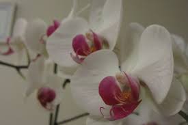 They add a lovely welcoming touch if your cat eats or comes in contact with any of these plants or any other dangerous items, you will need to seek immediate veterinary assistance. Are Orchids Toxic To Pets My Orchid Diary