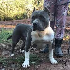 Maybe you would like to learn more about one of these? Xl Xxl Pitbull Puppies For Sale Grey American Pitbull Xl