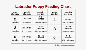 The chart describes the adequate weight a pet should have depending on his age. Labrador Puppy Growth Chart Food Anta Expocoaching Ray Charles The Definitive Soul Png Image Transparent Png Free Download On Seekpng