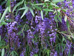 Image result for Hardenbergia comptoniana