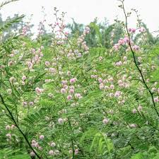 Image result for Mimosa pigra