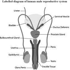 See more ideas about science, teaching science, science diagrams. Cbse Class 10 Science Important Biology Diagrams With Labeling Explanation
