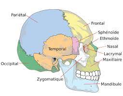 Mandibules un film de quentin dupieux avec david marsais, grégoire ludig, adele exarchopoulos, india hair, romeo elvis, coralie russier synopsis : Definition Maxillaire Os Maxillaire Futura Sante