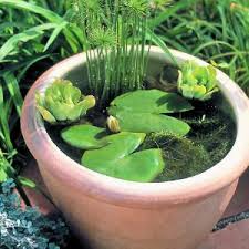 Natural Pond Filters Container Water Gardens Small Water Gardens Natural Pond