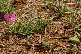 Image result for Commicarpus pentandrus