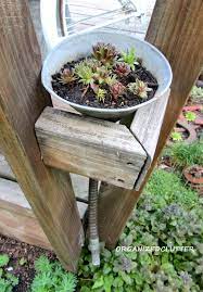Maybe you would like to learn more about one of these? A Dozen Fun Ways To Plant Hen Chicks Sempervivum Organized Clutter