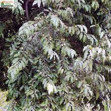 Image result for Putranjivaceae