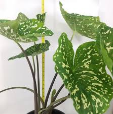 The hilo beauty elephant ear bulb must be protected from the frost during the cold months. Alocasia Hilo Beauty Live Plant With Camouflage Leaf Patterns Rare And Limited Quantities Planta Para Interior Live Plants Live Indoor Plants Plants