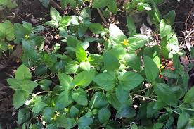By only watering these areas, you narrow down where weeds may pop up. Winter Weeds Or Sustainable Winter Lawn It S About Perspective