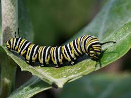 This caterpillar identification guide is accurate and easy to use. Fascinating Facts About Caterpillars