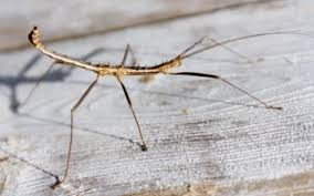 Image result for Nesaea heptamera